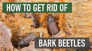 How to Get Rid of Bark Beetles (4 Easy Steps)