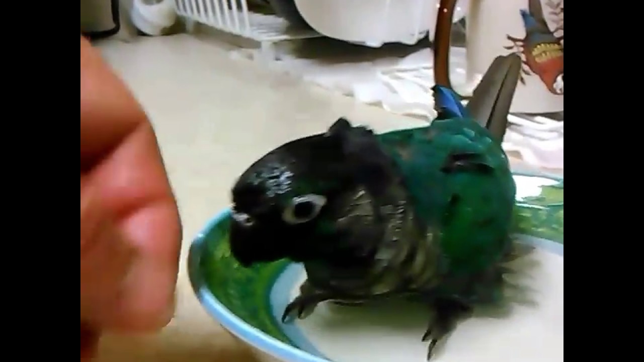 Green Cheek Conure Taking a Bath YouTube