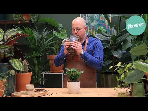 Video: Koffie - een plant in huis