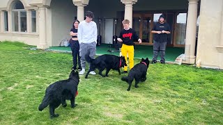 Swarming Tayler Holder’s House With 4 German Shepherds