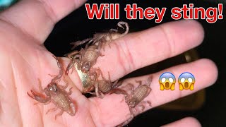 Bunch of baby scorpions!! (GWTF)