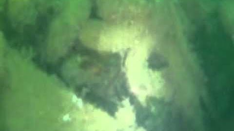 Brixham Spider Crabs