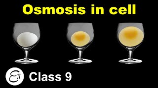 Osmosis in Cell || The Fundamental Unit of Life - 4 || for Class 9 in Hindi