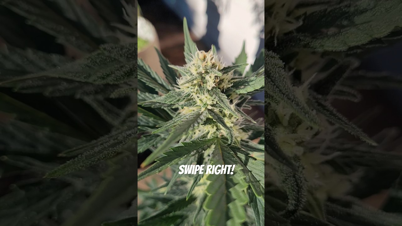 Swipe Right if you Like! Auto is Stacking Nicely!