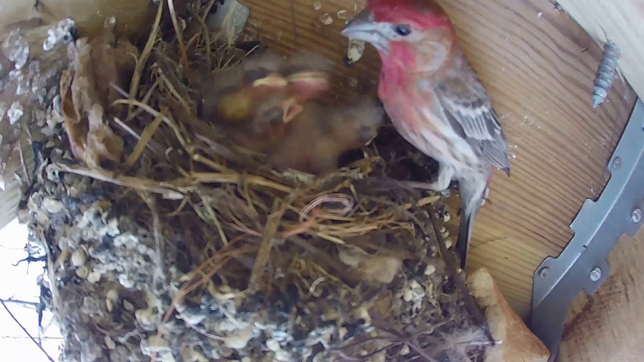 Baby birds chirping for food YouTube