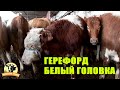 Молбозор. Молхои майда ва оча бачаи ширчуш. Молбозори Хучанд