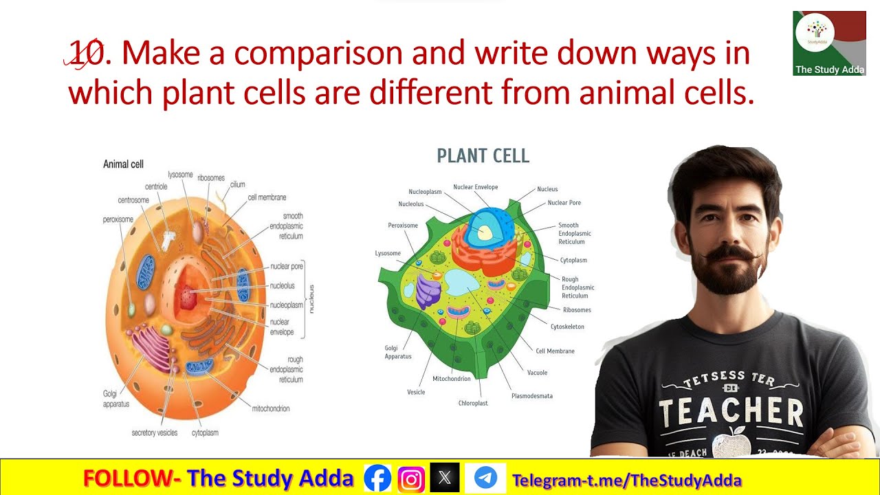 10. Make a comparison and write down ways in which plant cells are different from animal cells.