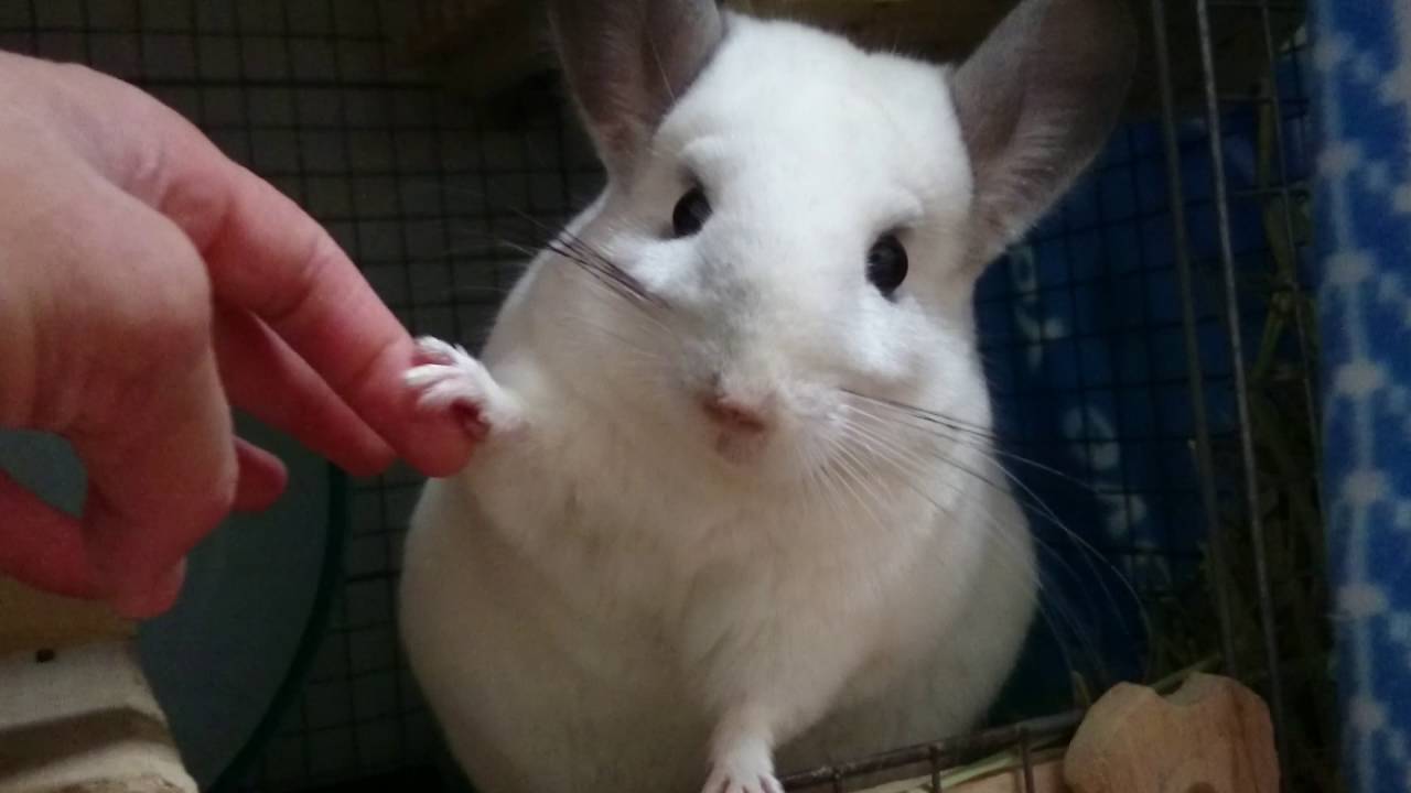 チンチラ 】 今日は触られたくないめんまさん - YouTube