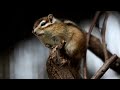 10 hours - Saturday Chipmunks for Pets - August 20, 2022
