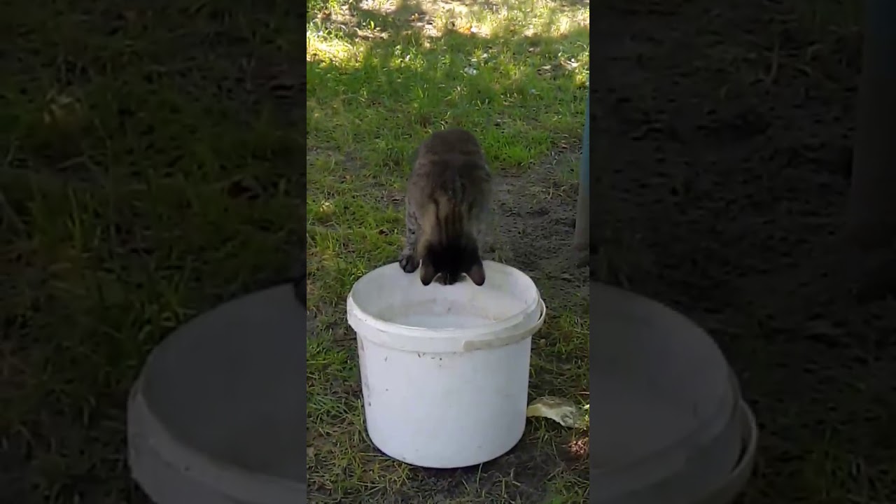 Кошка ловит рыбу ??1 - YouTube