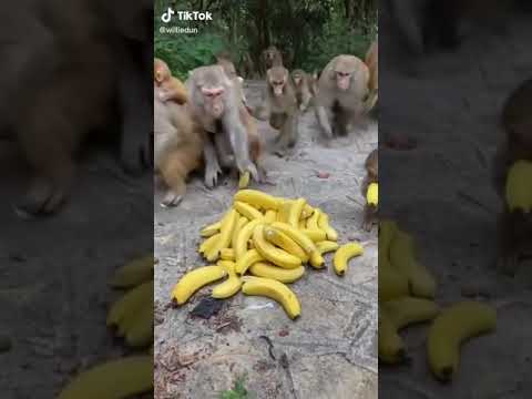 قرد ياكل الموز