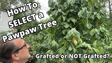 How to SELECT a Pawpaw tree – there’s TWO types, grafted or NOT grafted paw paw. #pawpaw #gardening