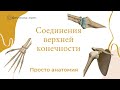 Соединения костей верхней конечности