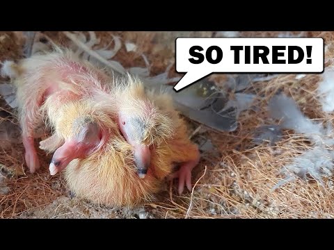 Click to Play Video