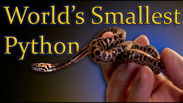 The Smallest Python In The World | Children