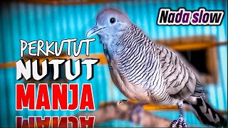 Suara perkutut lokal NADA SANTAI, jagonya mancing  perkutut cepat bunyi dan manggung