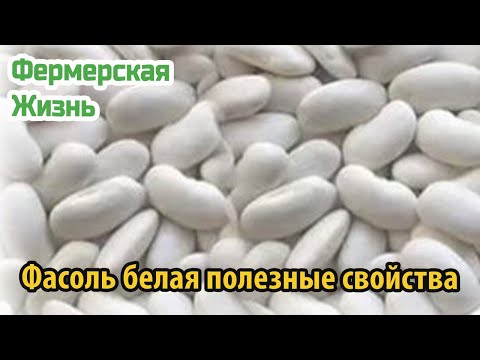 Фасоль белая полезные свойства