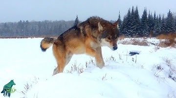 The Whiskey Point Pack: Winter 2024