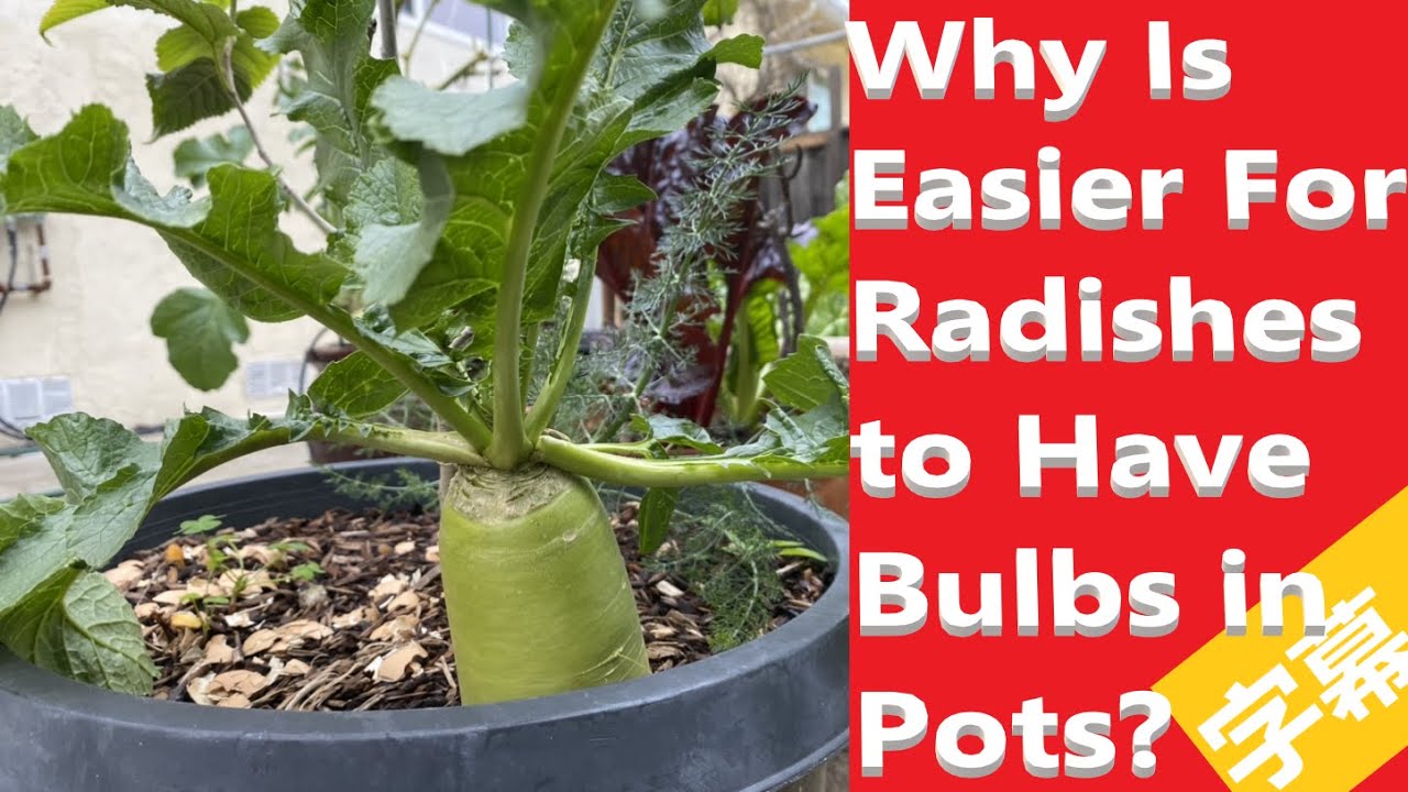 Why Is Easier For Radishes to Have Bulbs in Pots? How to Grow All the