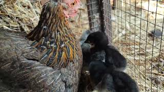 5 poussins Marans de 2 jours avec leur maman adoptive naine en couvade pour rien