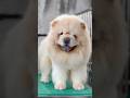 Import chow chow puppy available music violin musician