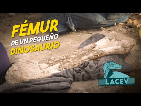 DISCOVERY of a SAUROPOD DINOSAUR FEMUR - Cretaceous Expedition I - Reaction