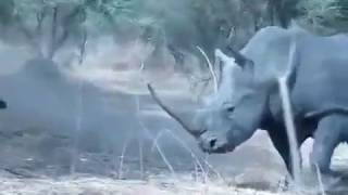 شاهد  وحيد القرن لحظة قتل خنزير بلا رحمه