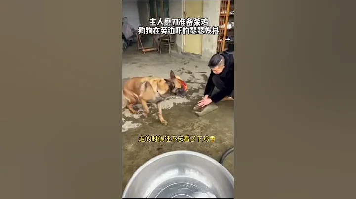 磨刀准备杀鸡，磨刀时被狗子看到，狗狗吓的瑟瑟发抖 - 天天要闻