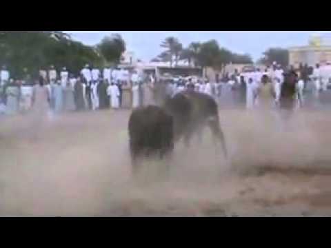 ود النار واللص صدى الناروز 