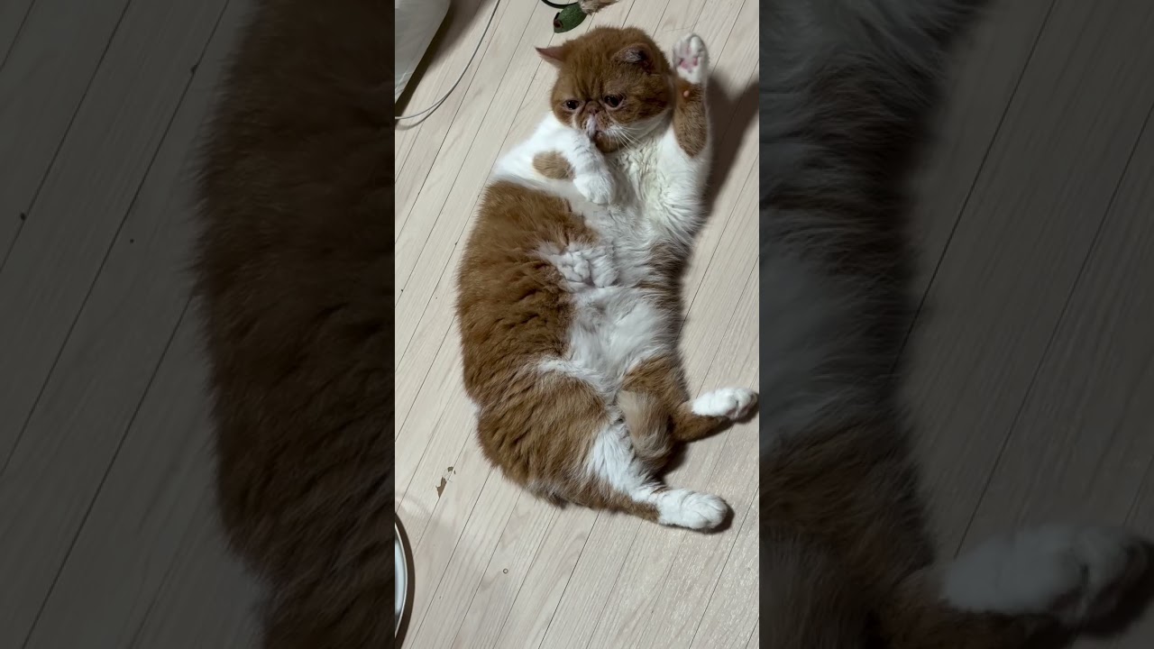 猫ちゃんの無防備すぎるごろん姿にキュン…♡ 今日も癒しをありがとう