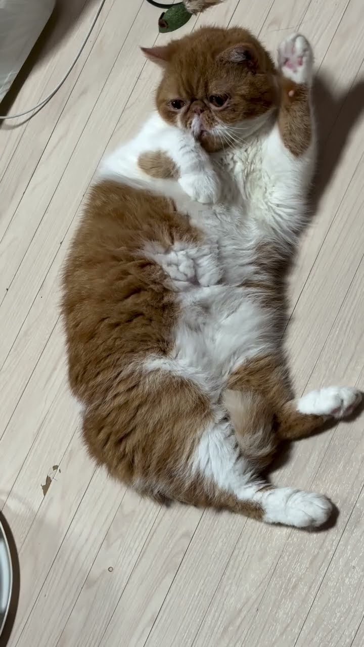 猫ちゃんの無防備すぎるごろん姿にキュン…♡ 今日も癒しをありがとう