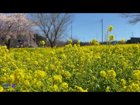 Yokohama nano hana | Rapeseeds full bloom #菜の花#春#spring #japan #rapeseeds