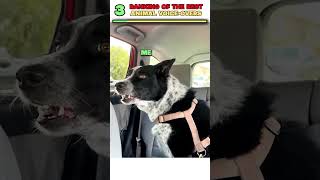 👉 When Animals Start Talking Like This… 💀 (Voiceover Meme)