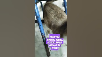 Thumbnail of Anabulku main di dalam rumah #ukulele #song #music#cover #kucingnyanyi#cat #kucingimutlucu#catlover