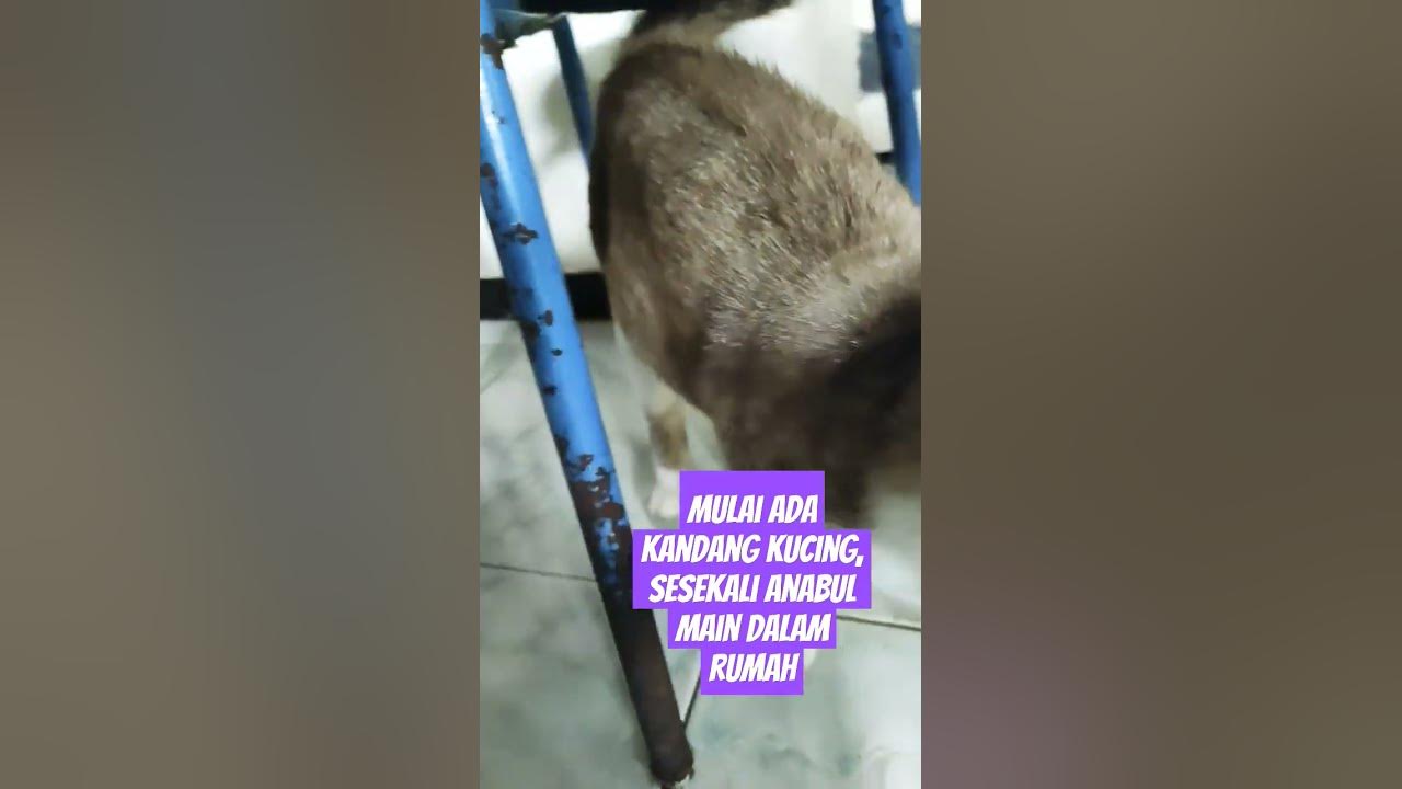 Anabulku main di dalam rumah #ukulele #song #music#cover #kucingnyanyi#cat #kucingimutlucu#catlover