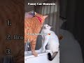 😹 Funny cat moments 🐾😂