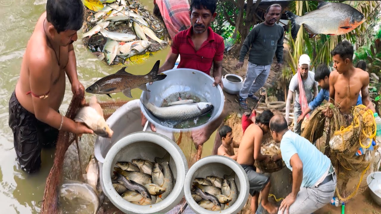 হঠাৎ করে পুকুরে সব মাছ ধরতে হলো ||