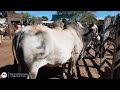 4/5. Feira do gado Canafístula Frei Damião. Alagoas. 24.12.2020