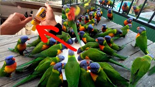 Download Lagu Lorikeet attracting SECRET FORMULA!!!🤓⚗️🧪🍲🌈🦜🦜🦜🦜😀😍😊 MP3