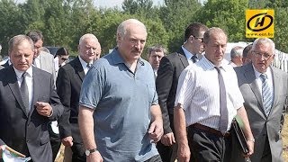 Лукашенко раскритиковал чиновников за упущения в животноводстве