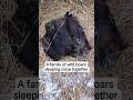 Rare moments in the wild boar Warm in togetherness. #wildboar #feralhogs #wildnature
