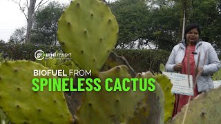 Extracting biomethane from spineless cactus
