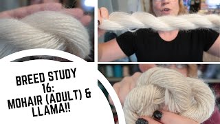 Breed Study 16: New Species! Mohair and Llama!