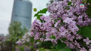 TVB News|3 June 2025│The beauty of lilac trees in Harbin