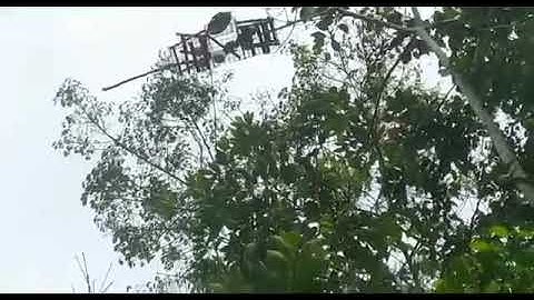 mikat burung serindit di sore hari..