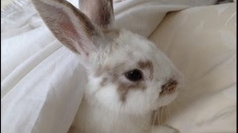 s k y w i r e s i  [best c4d sync?]