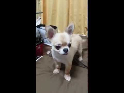 チワワのプータかわいいロングコート