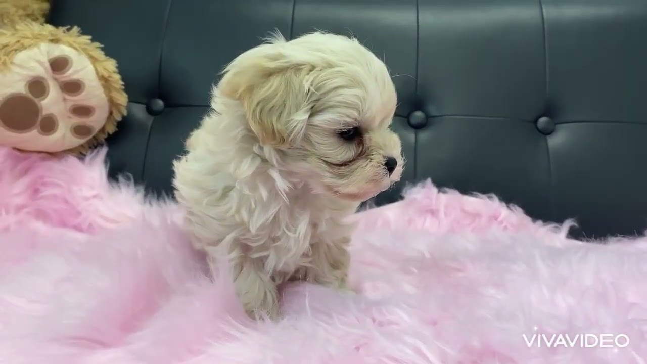 イシマル　マルプー　メス