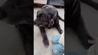 ye naaraj h mujhse #shortvideo #patvlogs#dog #cutebaby