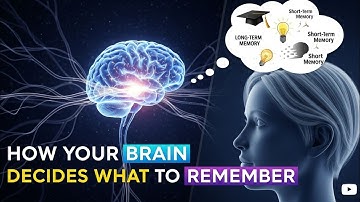 How Your Brain Decides What to Remember